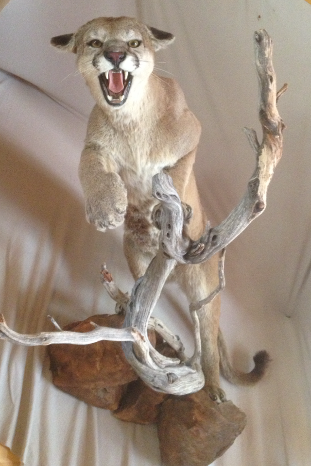 Full Body Mountain Lion Mount - Taxidermy - CouesWhitetail.com