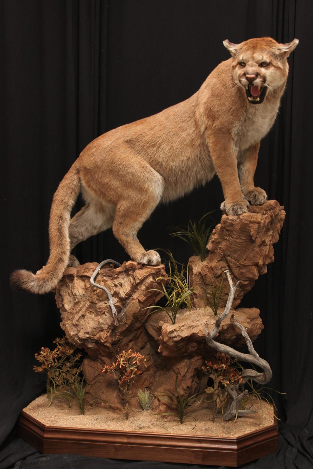 Mountain Lion For Utah Sporting Goods Store Southwest Wildlife Mountain Lion For Utah Sporting Goods Store Southwest Wildlife