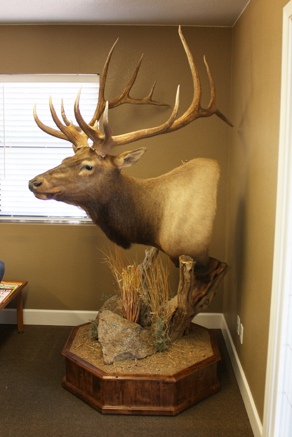 Elk Pedestal - Clay Goldman, Mogollon taxidermy - Taxidermy