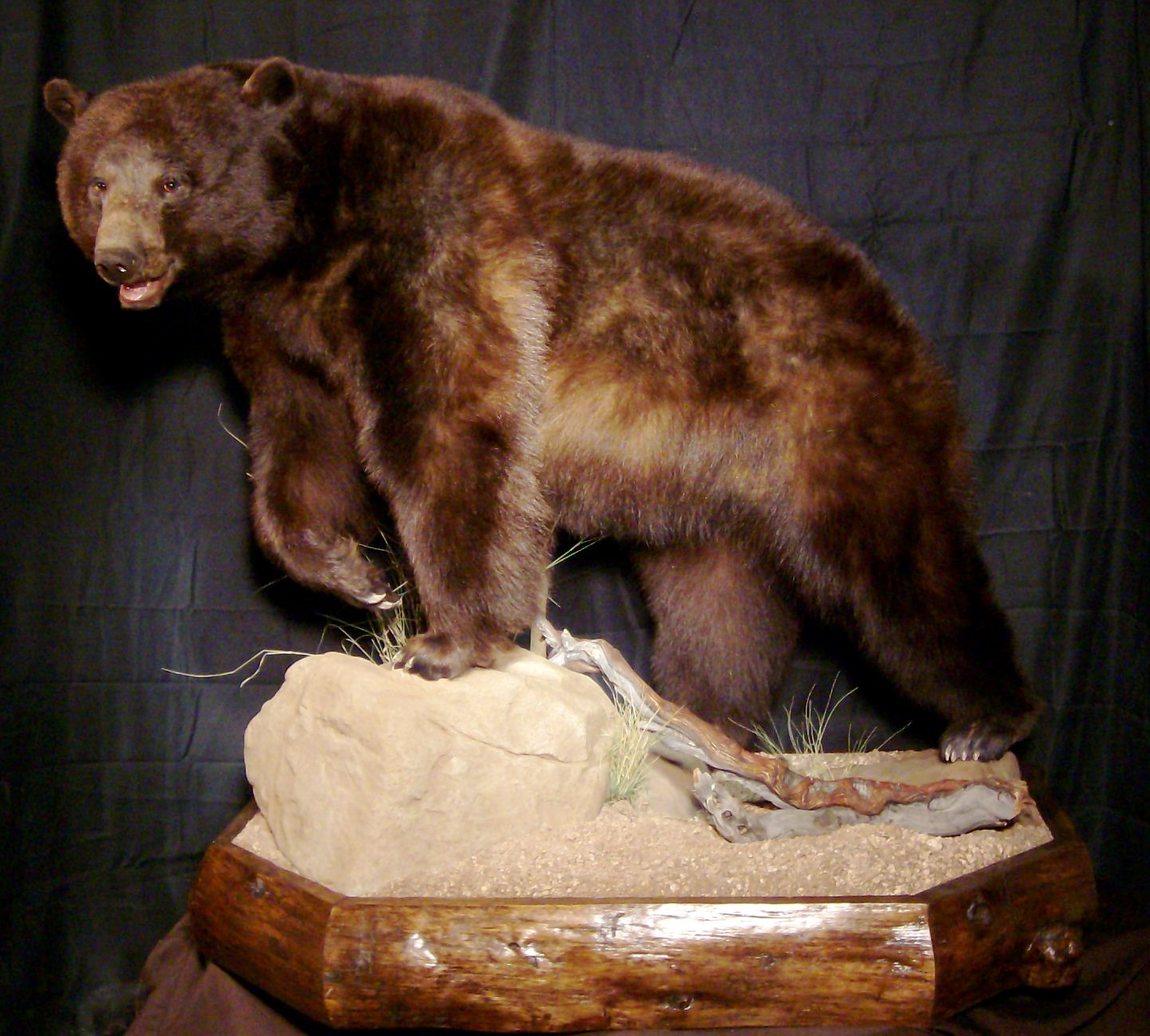 life size bear mounts