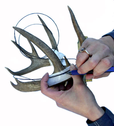 How Does Your Rack Measure Up? How to Score Deer Antlers - Safari