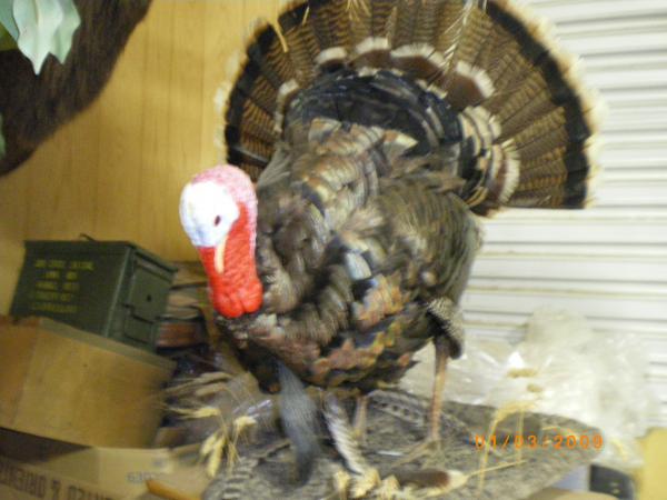 life-size-turkey-classified-ads-coueswhitetail-discussion-forum
