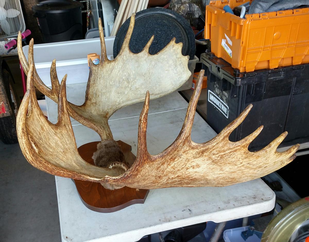 burley moose rack