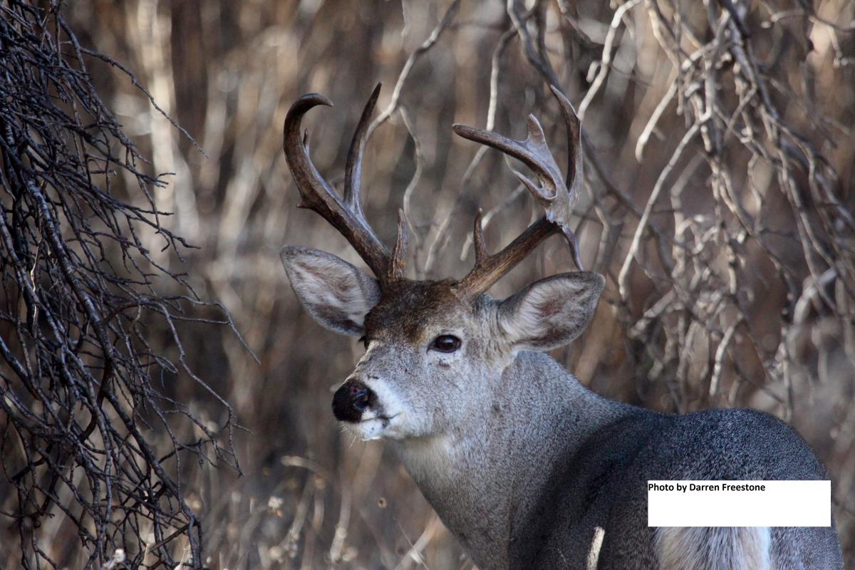 Deer Antlers Shrink After They've Dried? Deer & Deer Hunting