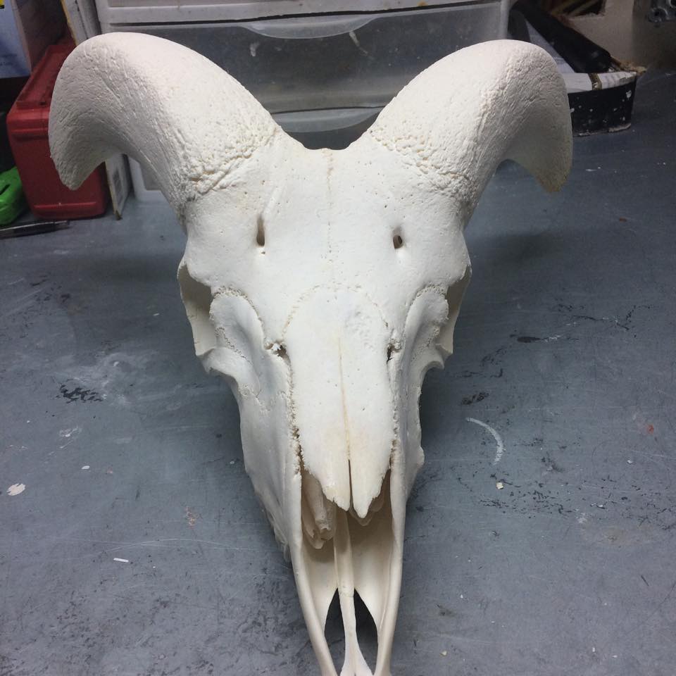 mountain sheep skull