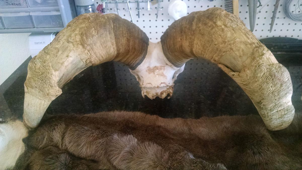 desert bighorn sheep lifesize cape and horns Classified Ads