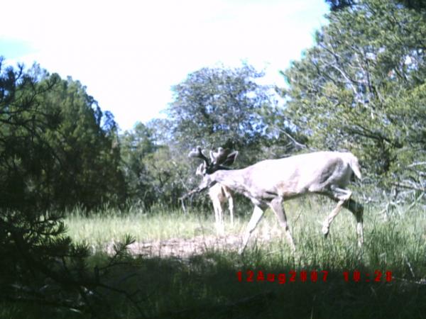 Burro Mountains in unit 23 - Coues Deer Hunting in New Mexico ...