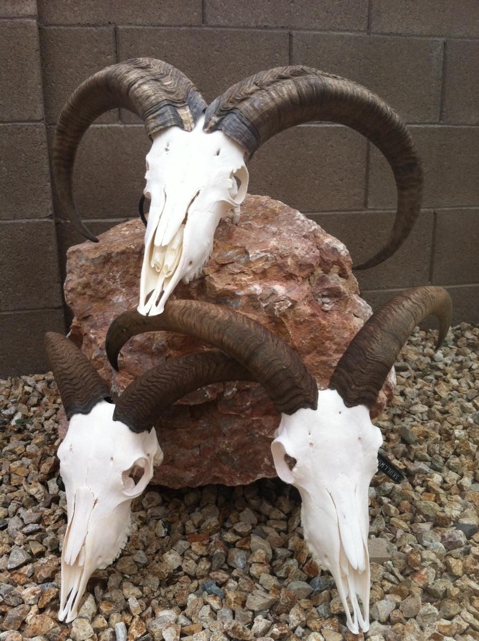 Aoudad skull pictures Taxidermy Discussion forum