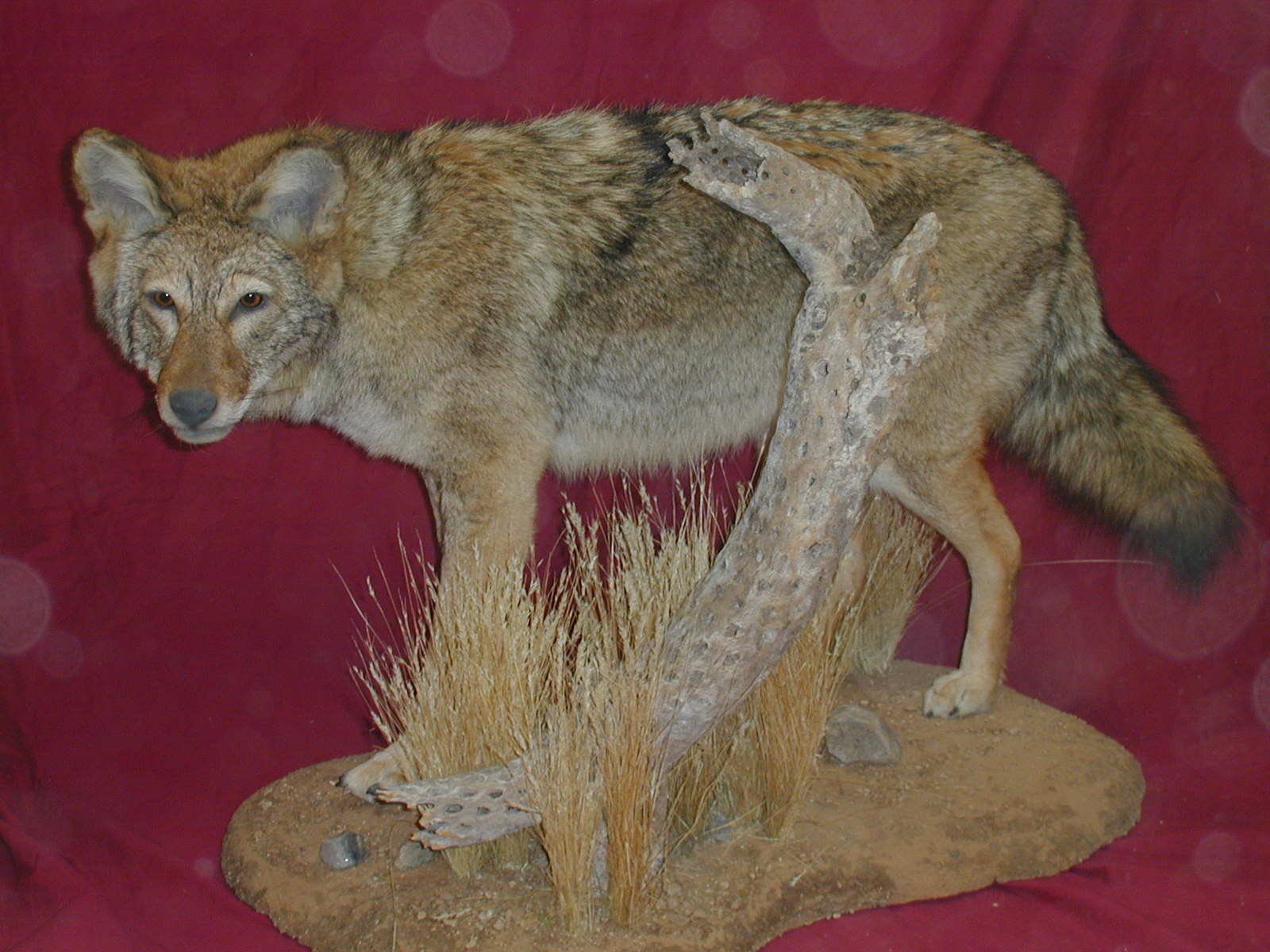 need pics of fullsize coyote mounts - Taxidermy - CouesWhitetail.com