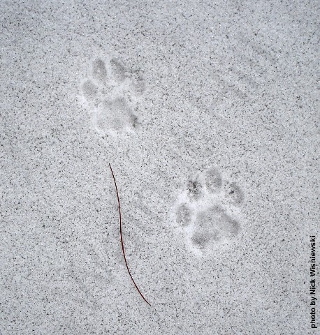 coyote tracks in sand
