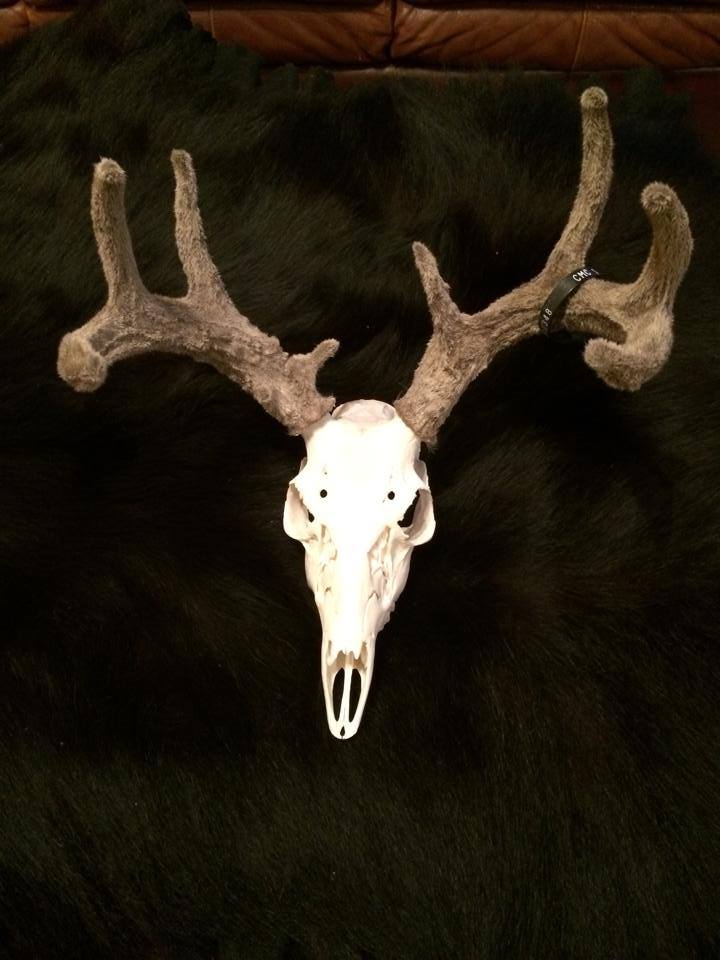 Few more skulls - Taxidermy - CouesWhitetail.com Discussion forum