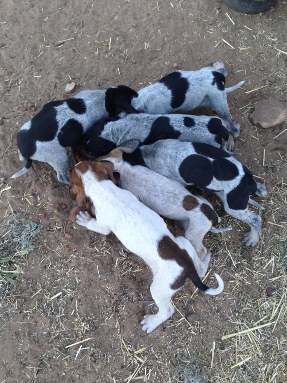 Redtick hot sale bluetick mix