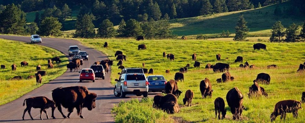 Buffalo-at-Custer-State-Park-Credit-South-Dakota-Tourism-(1).jpg