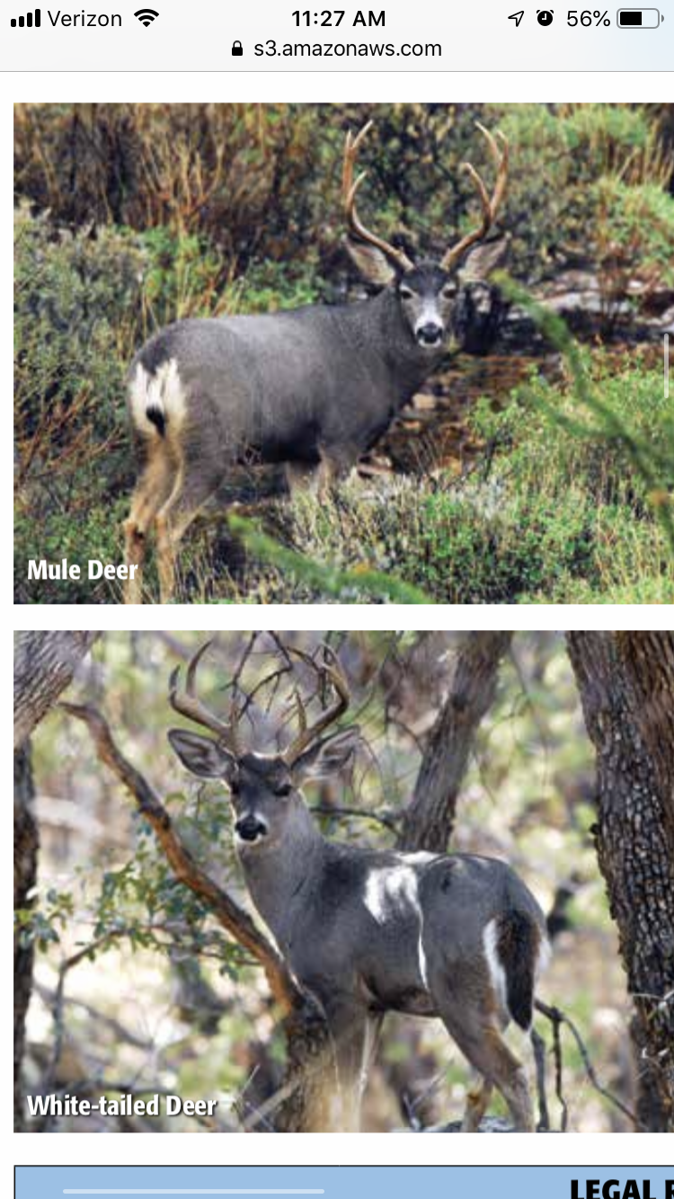 Coues or Mule Deer - Page 2 - Coues Biology - CouesWhitetail.com ...