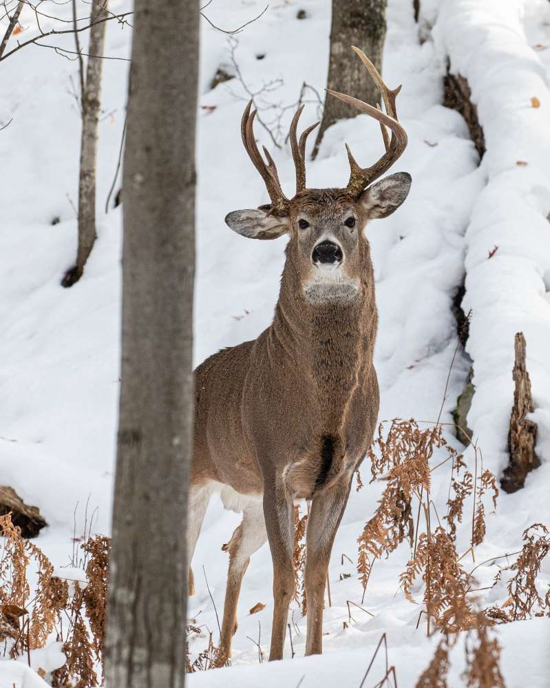 3 Antlered Deer Photographed - Mule Deer Hunting - CouesWhitetail.com