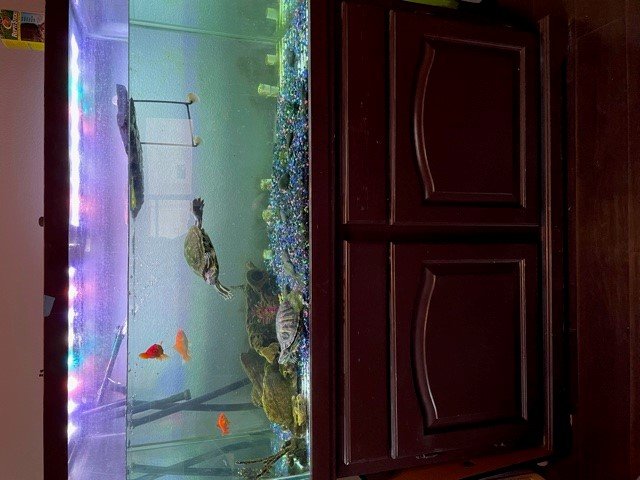 fishtank1.jpg.8f3d8fce5fba1e000bac49ff10e61e05.jpg