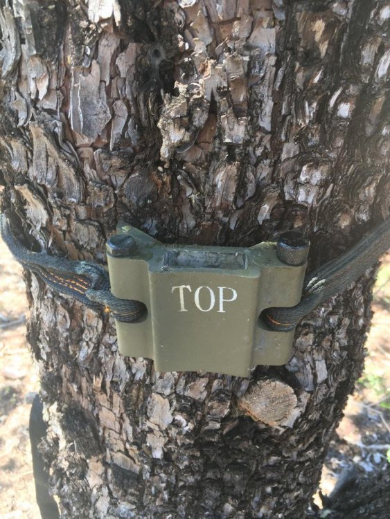 millenium tree stand 5.jpg