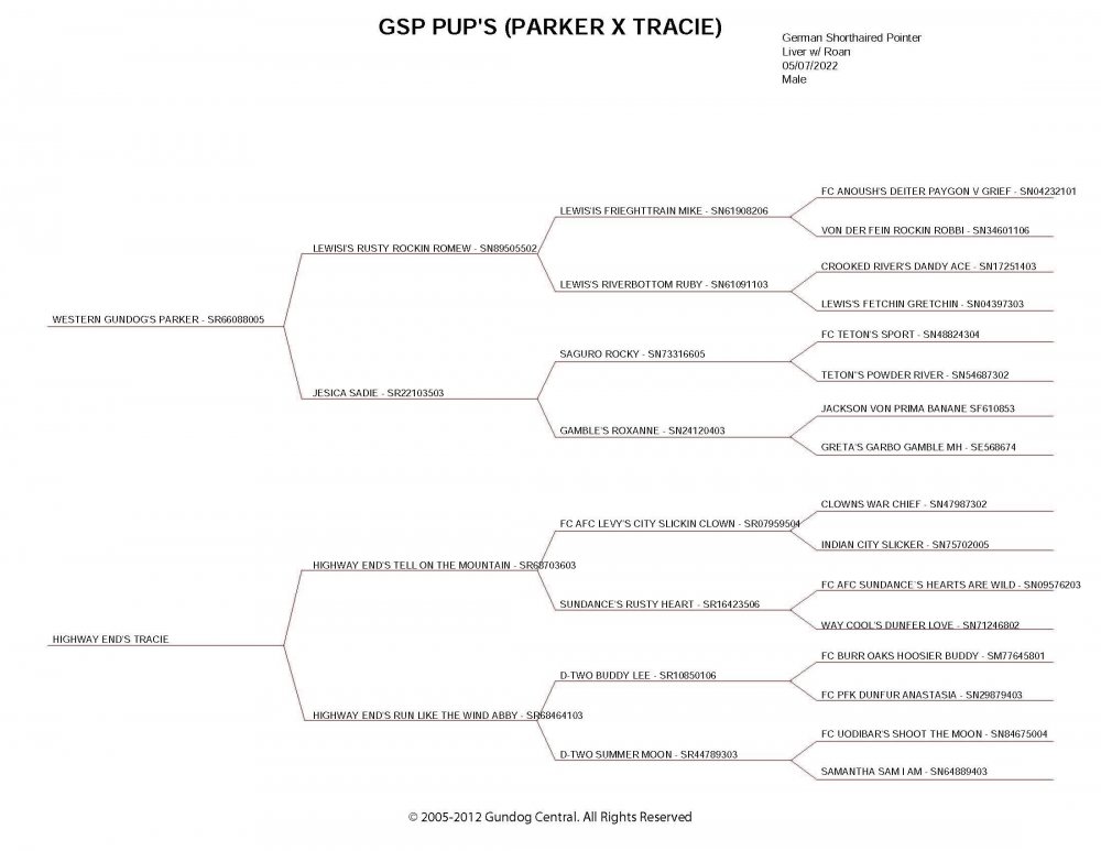 PARKER X TRACIE LITTER PEDIGREE.jpg