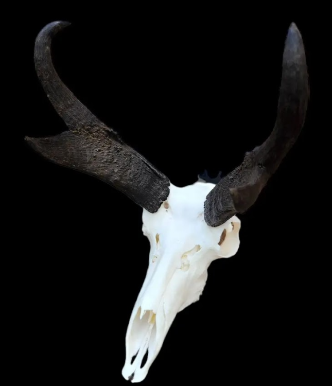 Antelope.PNG