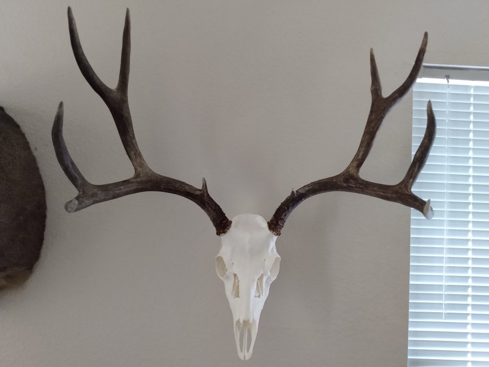 EURO MULE DEER.jpg