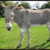 Big Donkey