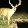 muledeer190