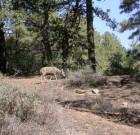 Pinal Coues doe