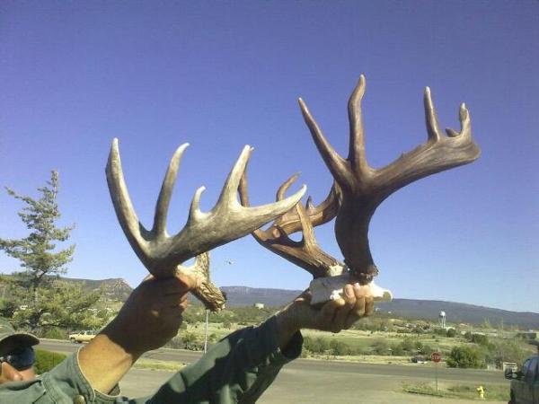 Harold Declay Giant Coues Shed?? | CouesWhitetail.com