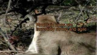 Mountain Lion closeup