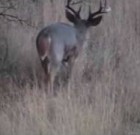 Monster Coues Buck Southern AZ