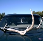 azantlerhead elk antler