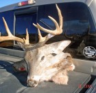 Brian Johnson’s buck