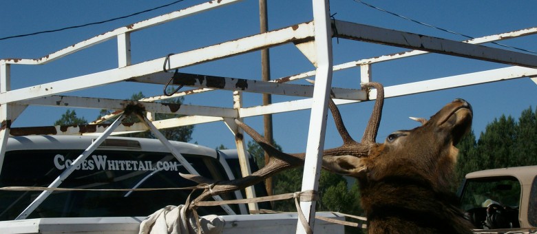 White dodge at Wild Heritage Taxidermy