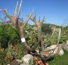 2012 Elk Contest – Don’t forget to enter!