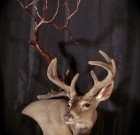 114 Velvet Coues taxidermy