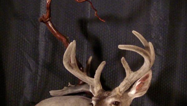 114 Velvet Coues taxidermy