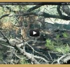 Video –  Coues whitetail fawns at 5 yards!