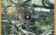Video –  Coues whitetail fawns at 5 yards!