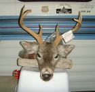 2012 6A Buck