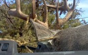 Coues Hunting Success in New Mexico by Robert Jacquez