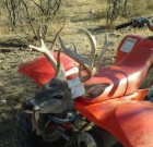 2012 patagonia Coues Whitetail buck