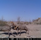 VOTE now in the Trail Camera Contest!!