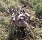 First Coues Buck with a bow, spot and stalk