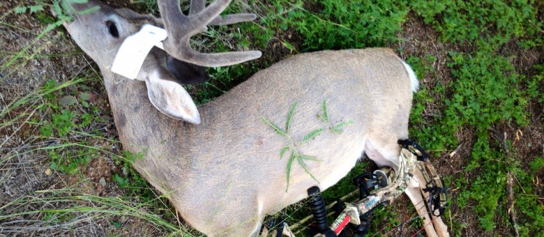 Fort Huachuca Coues. Archery