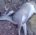 2013 My first deer hunt.