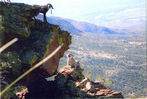 dieringer mtn lion cliff