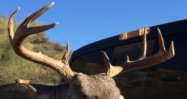 My First Coues Deer