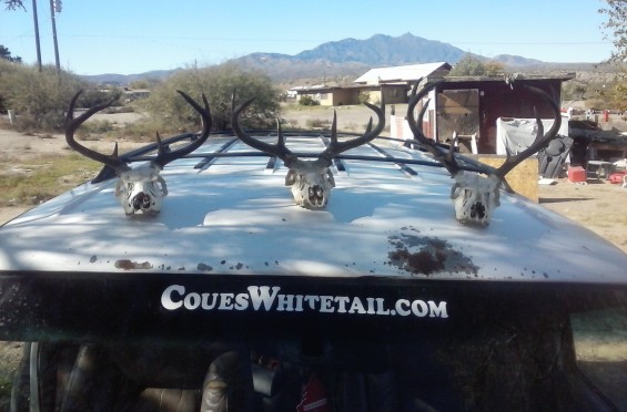 2015 Coues Bucks from San Carlos Reservation